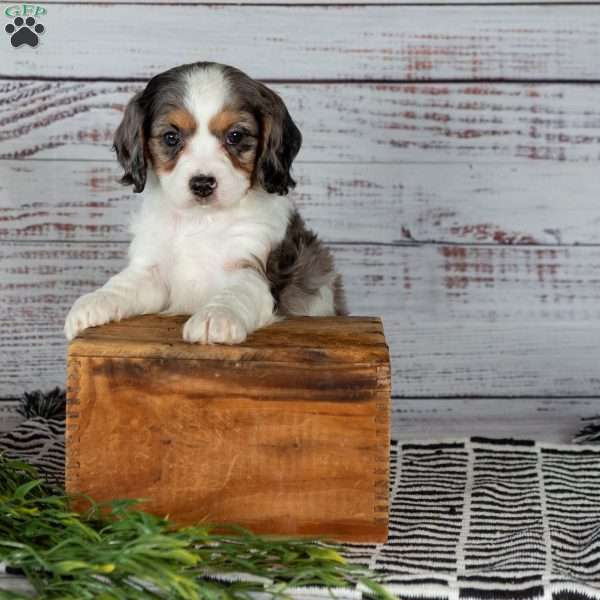 Ellie, Cavapoo Puppy